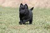 SCHIPPERKE 377